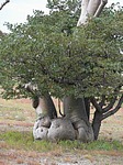 Moringa ovalifolia Etosha NP Namibie leden 2009 P1130836.jpg